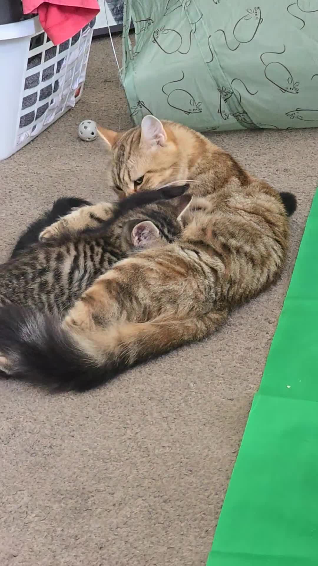 Domestic Shorthair cats for sale: Cute bundle of Kittens - Video 2