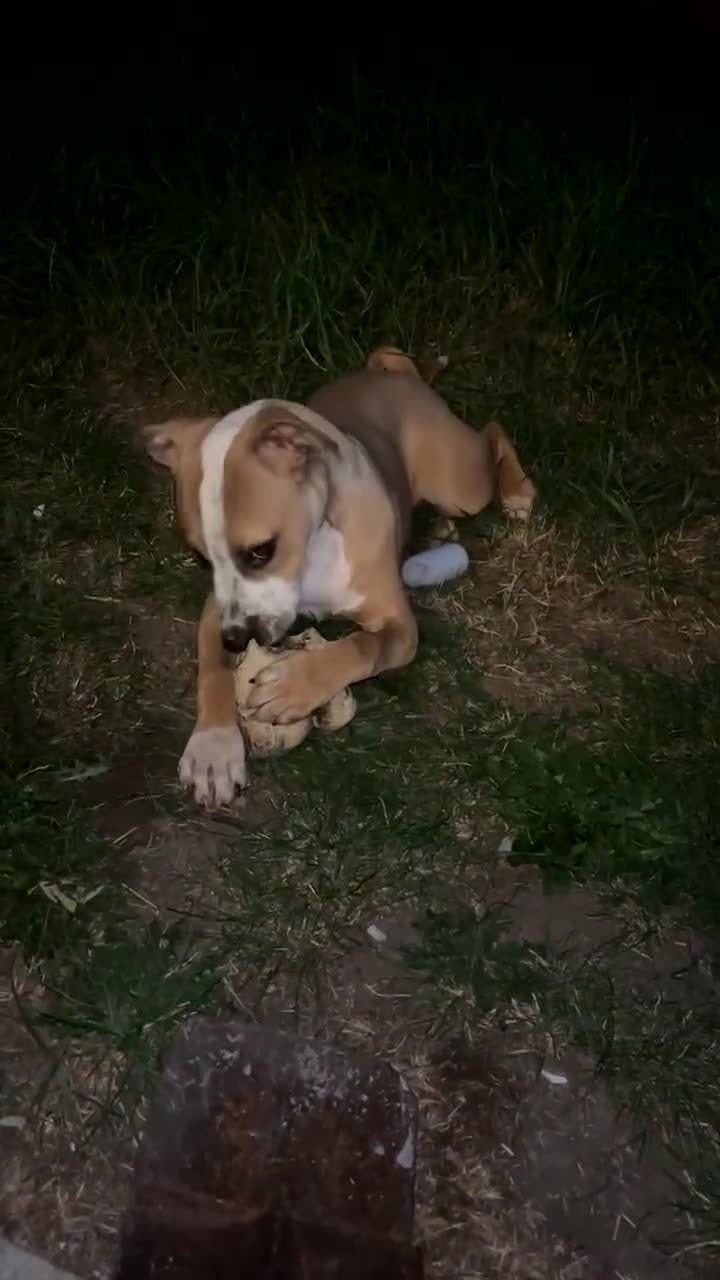 American Bull Staffy dogs for sale: Staffy cross American bull dog boy dog 5months old - Video 1