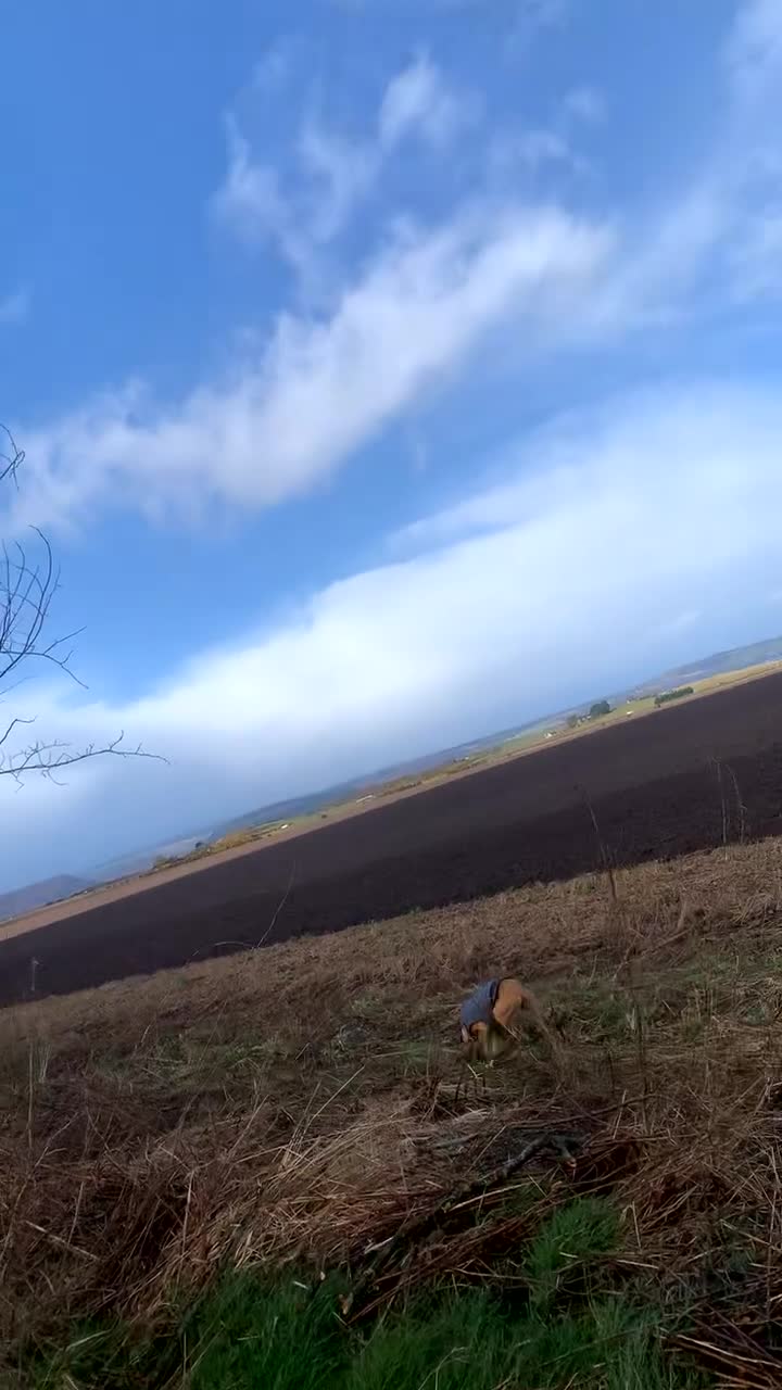 Mixed Breed dogs for sale: 10 month old male lurcher/saluki in Inverness - Video 1