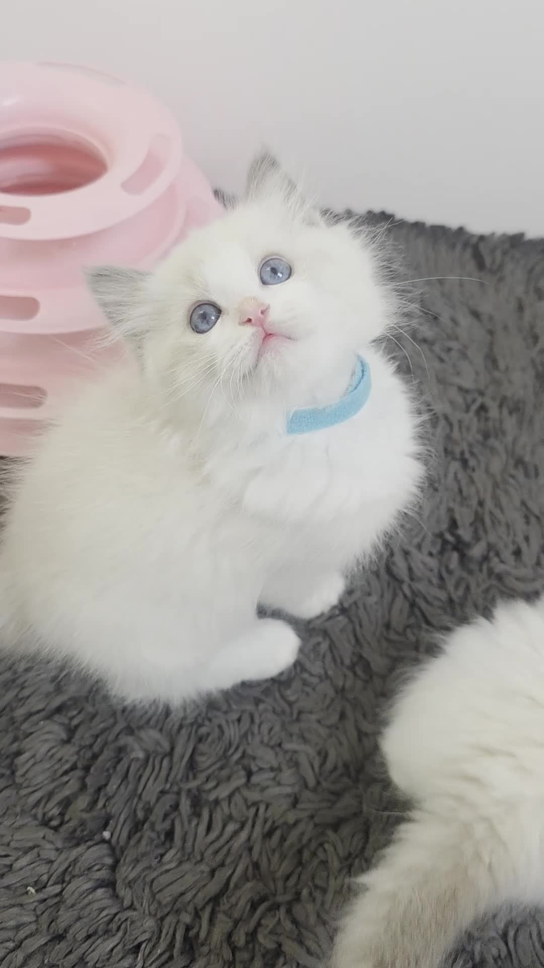Ragdoll cats for sale: GCCF registered ragdoll kittens  - Video 1
