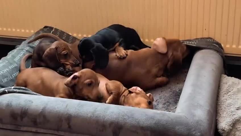 Miniature Dachshund dogs for sale: Ready to leave Miniature dachshunds cearphilly  - Video 3