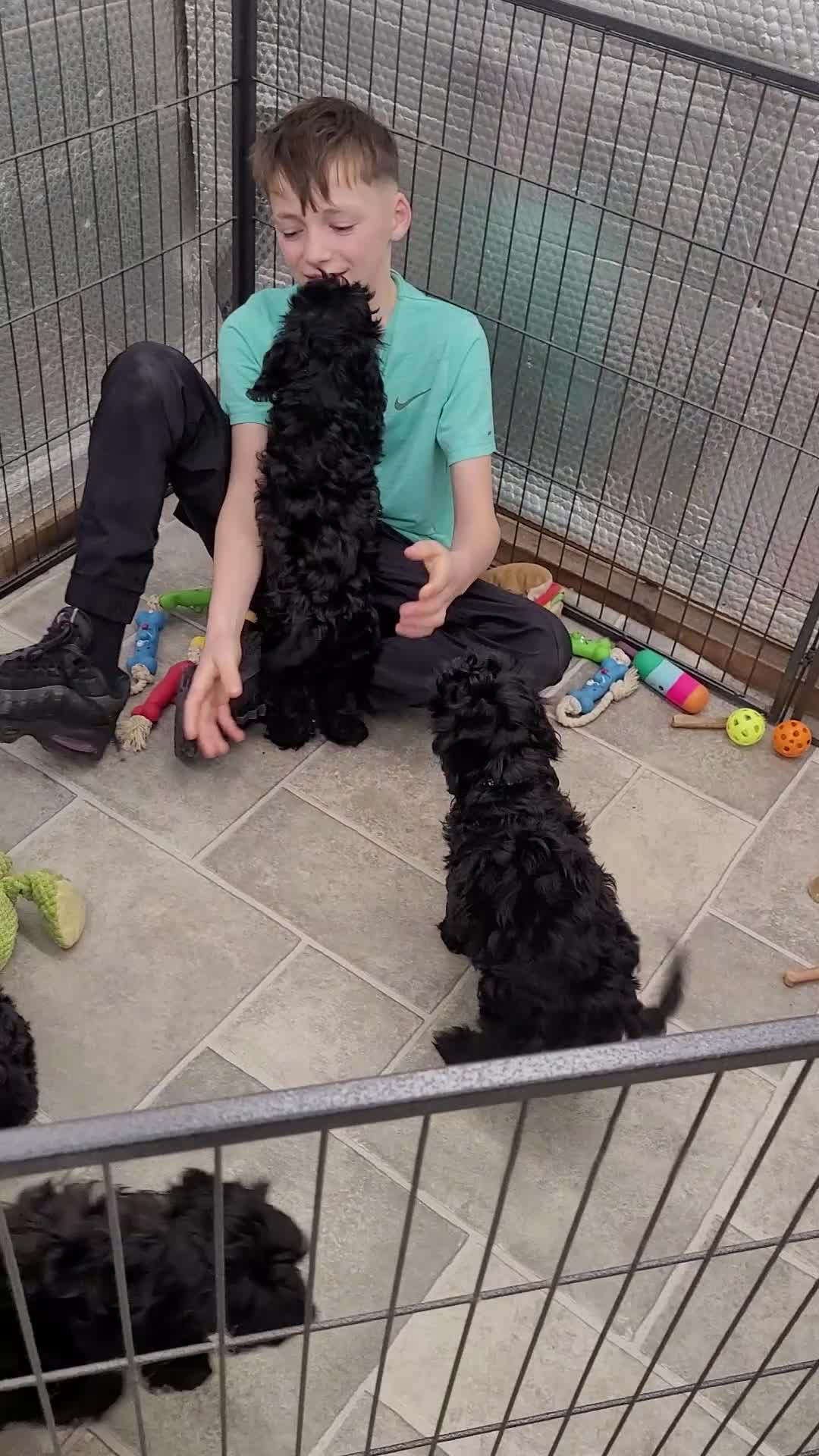 Cockapoo dogs for sale: 3 Stunning Black Girls F1 Show type cockapoos - Video 3