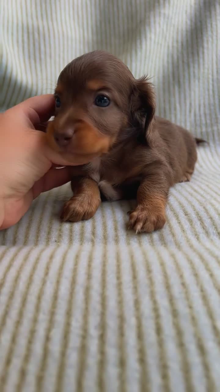 Miniature Dachshund dogs for sale: Miniature long haired dachshund  in Leeds - Video 4