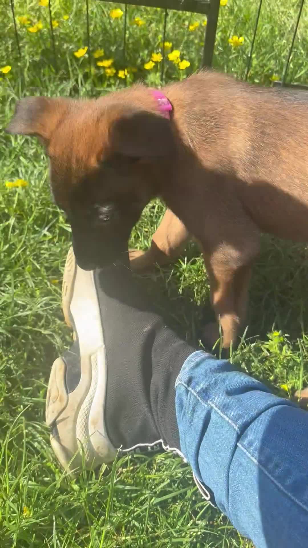 Belgian Shepherd Dog dogs for sale: **READY NOW** Belgian Mallinois Pups - Video 2