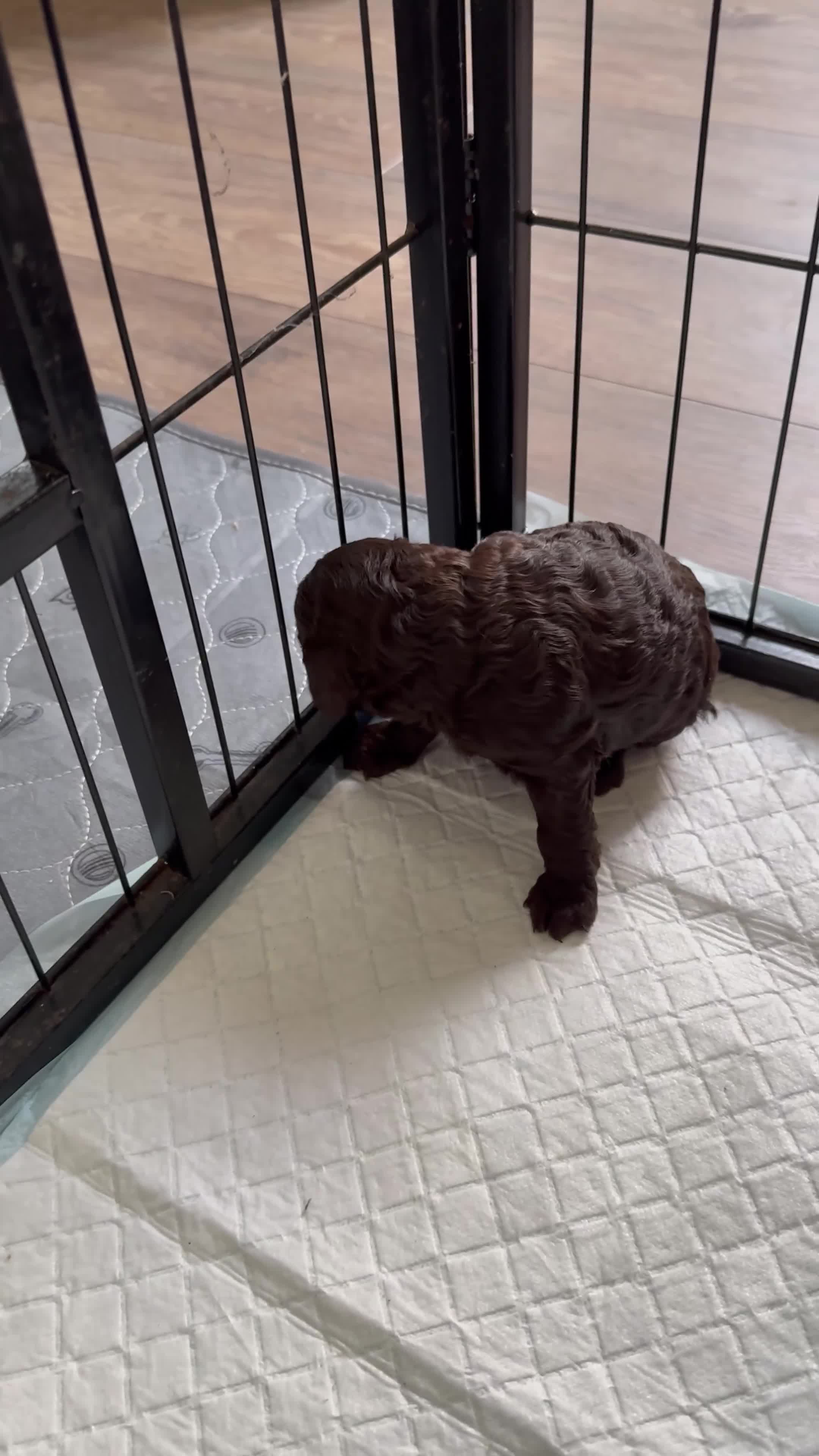 Cockapoo dogs for sale: 1 GIRL LEFT 🐾 Stunning F2 Cockapoo Pups - Video 3