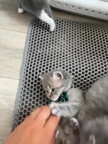British Shorthair cats for sale: 🐾 Stunning British Shorthair × Persian Kittens 🐾 - Video 3