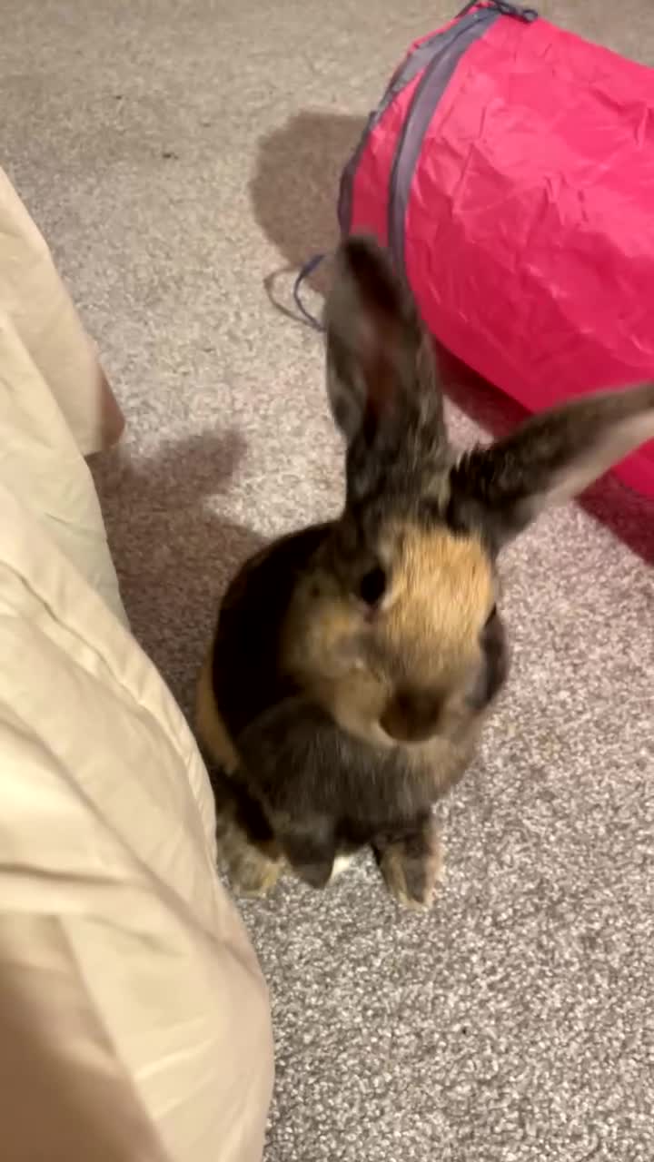 Mixed Breed rabbits for sale: Sweet young male rabbit- experienced owners only - Video 1