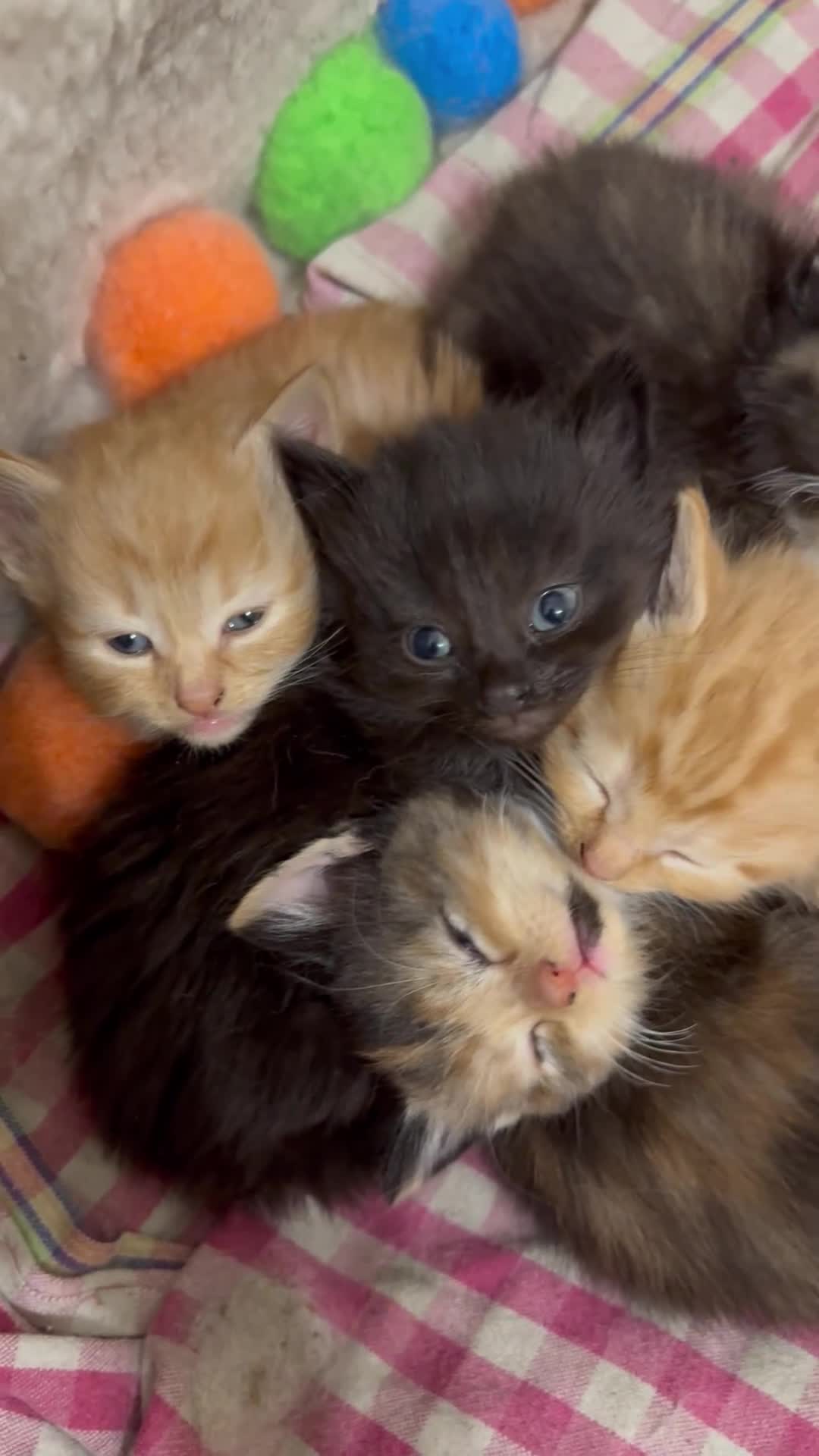 Siberian cats for sale: Beautifull siberian kittens - Video 1