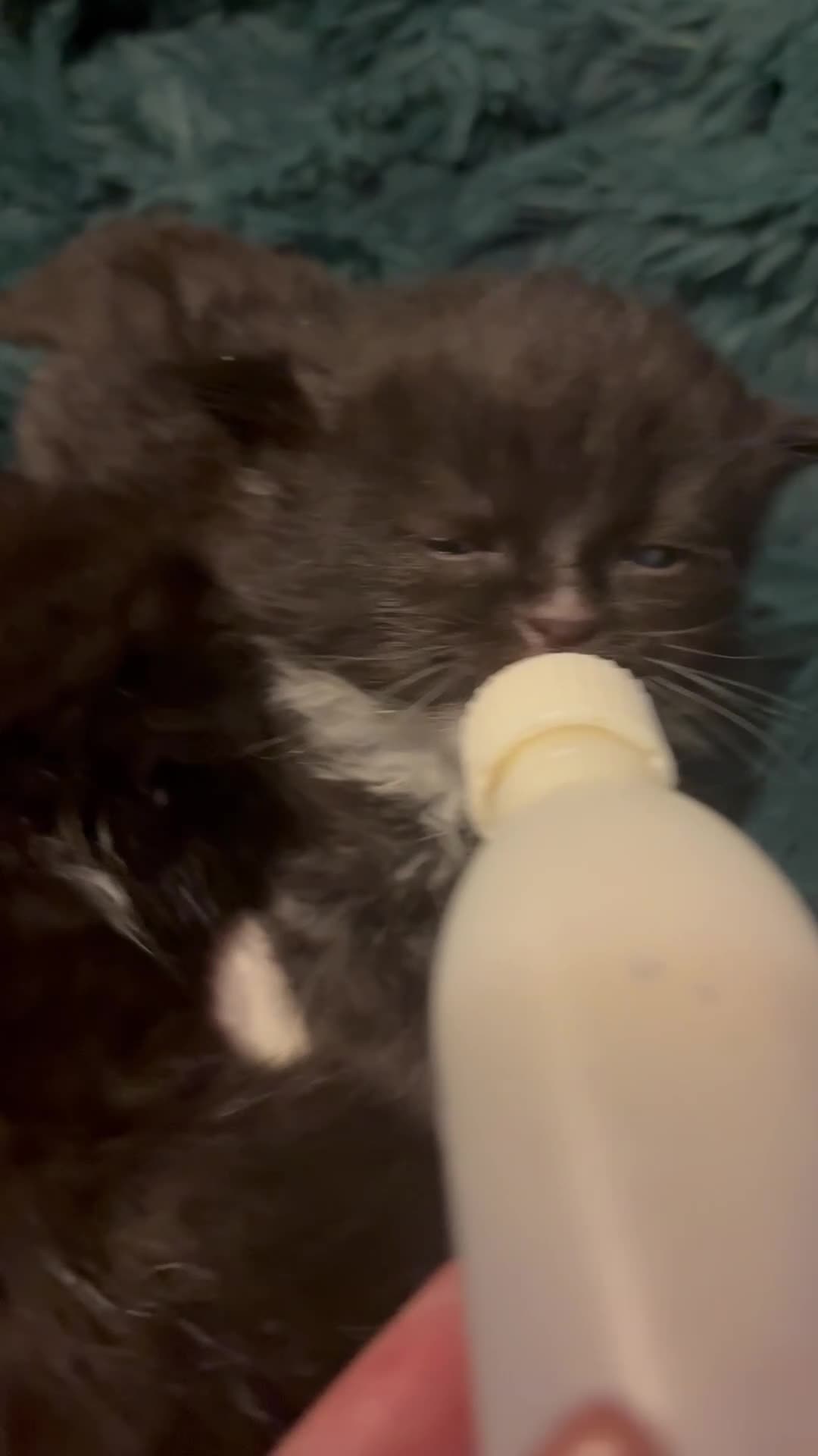 Mixed Breed cats for sale: Kittens - Video 1