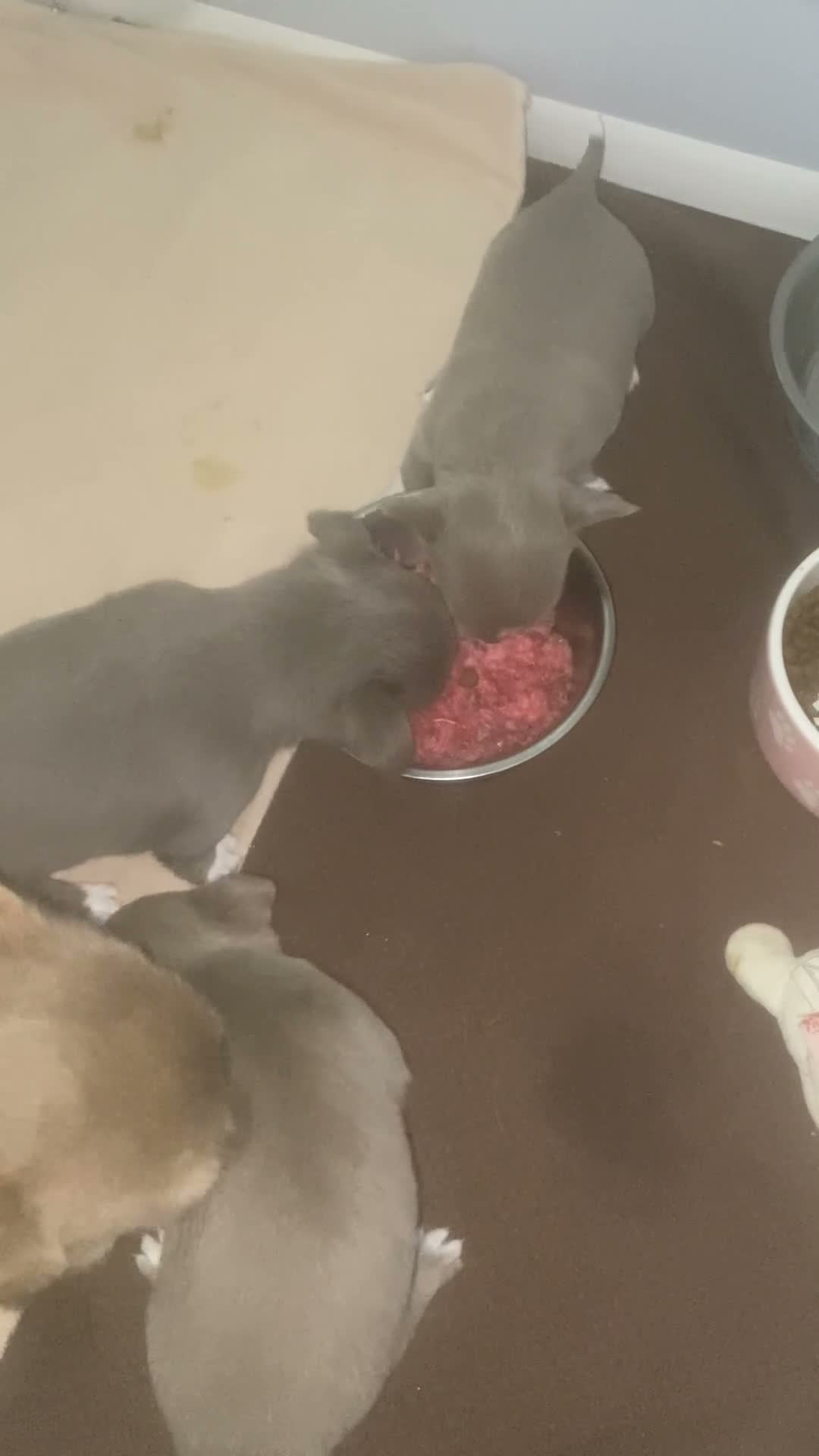 Chihuahua dogs for sale: Xx Outstanding litter of Smoothcoat Chihuahuas xX - Video 1