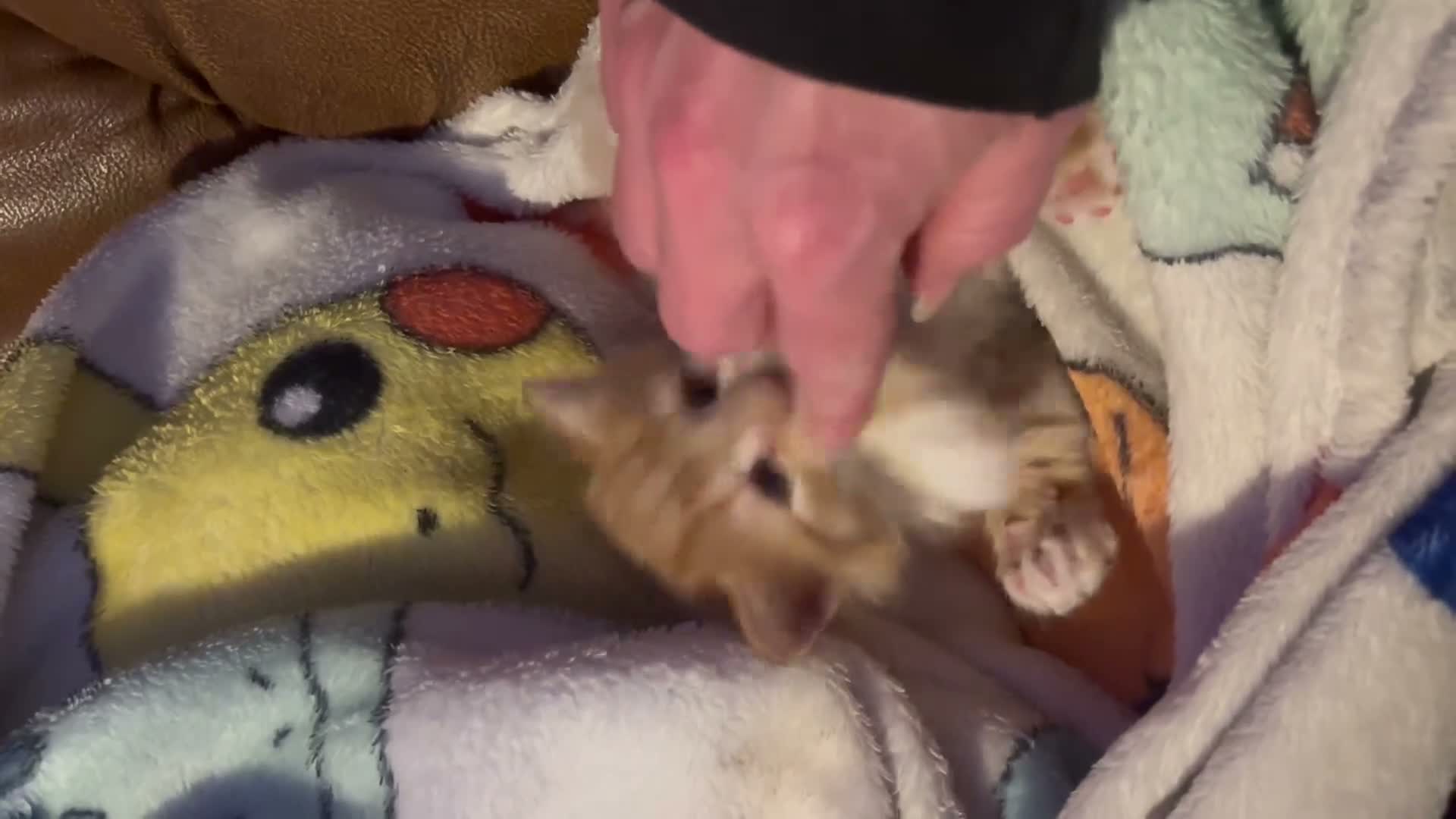 Ragdoll cats for sale: Ragdoll mix ginger boy - Video 1