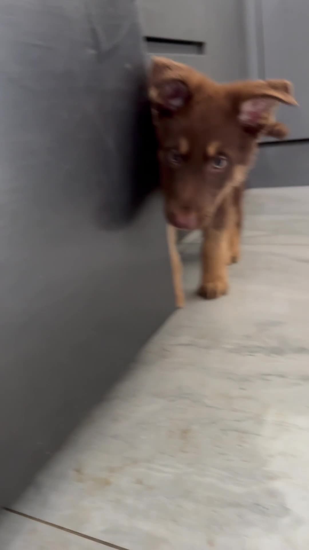 German Shepherd dogs for sale: Stunning liver and cream German shepherd boy  in Ammanford - Video 2