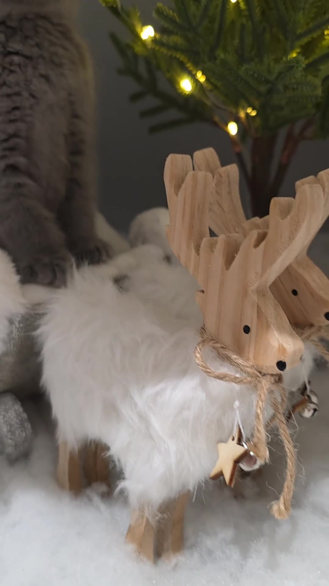 British Shorthair cats for sale: CHAMPION SIRED GCCF REG BLUE PEDIGREE BSH KITTEN  - Video 1