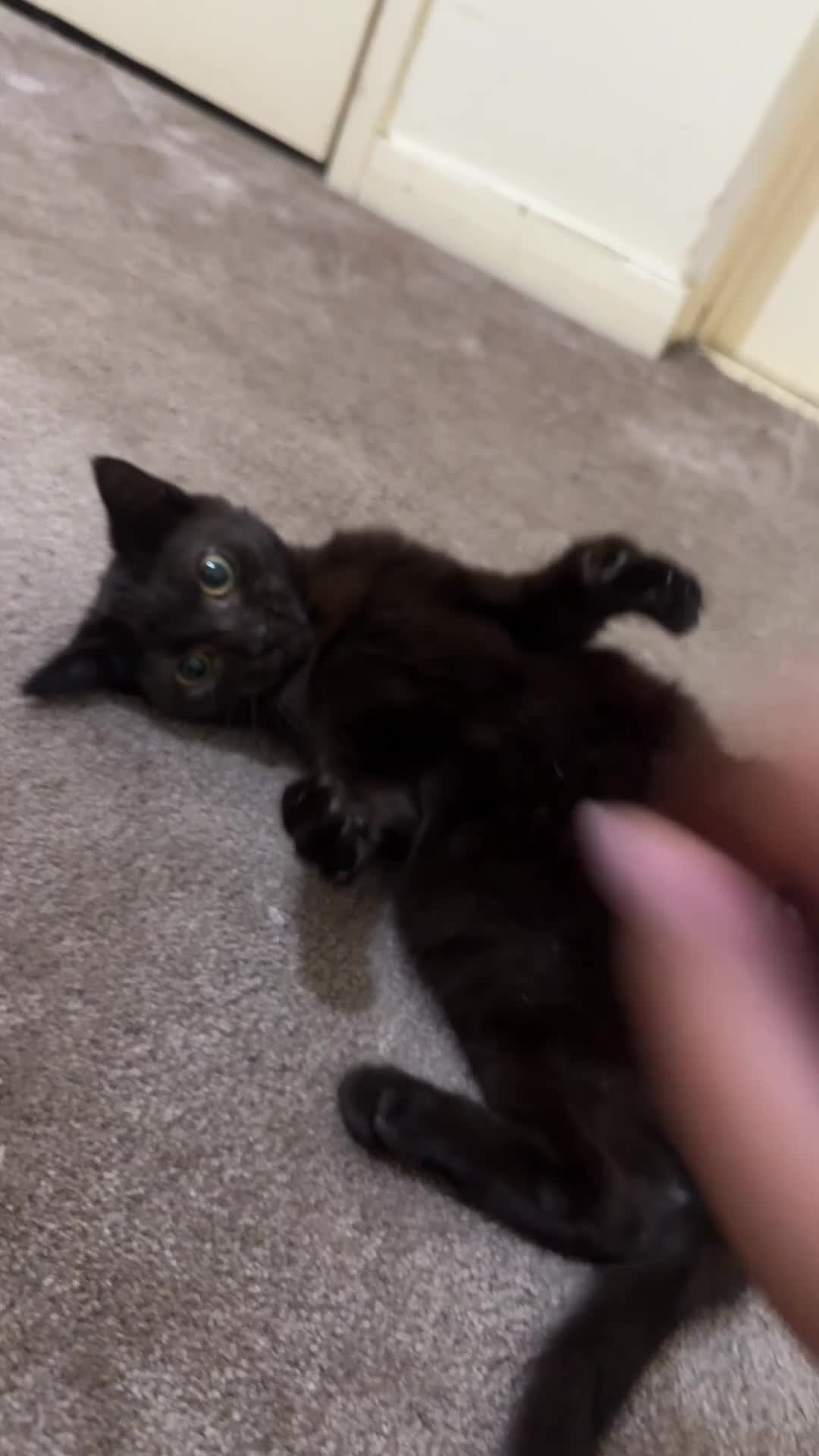 Mixed Breed cats for sale: Lovely and playful kittens - Video 2