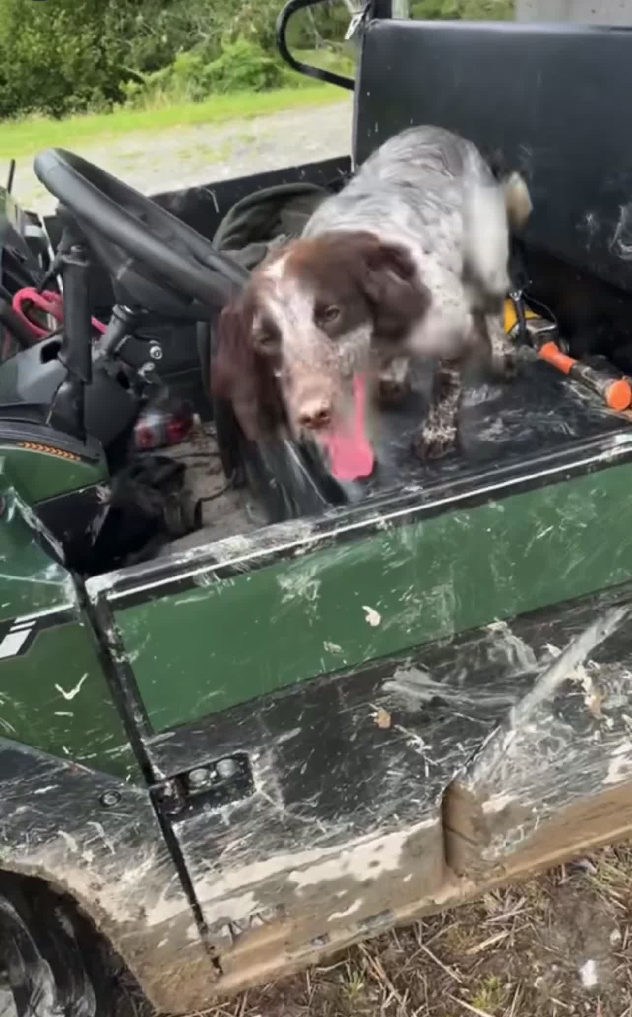 Springador dogs for sale: Springerdor pups for sale  - Video 2