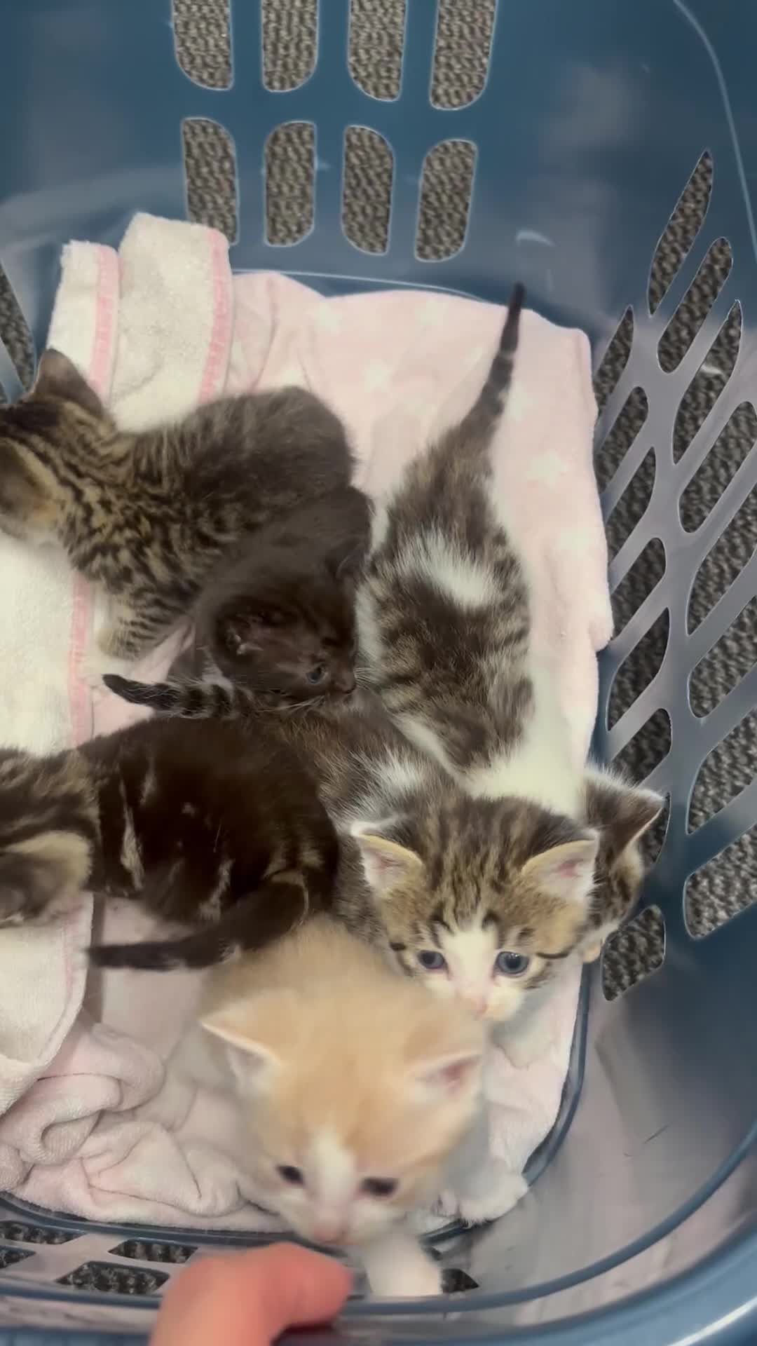 Mixed Breed cats for sale: Beautiful kittens  in Axbridge - Video 2