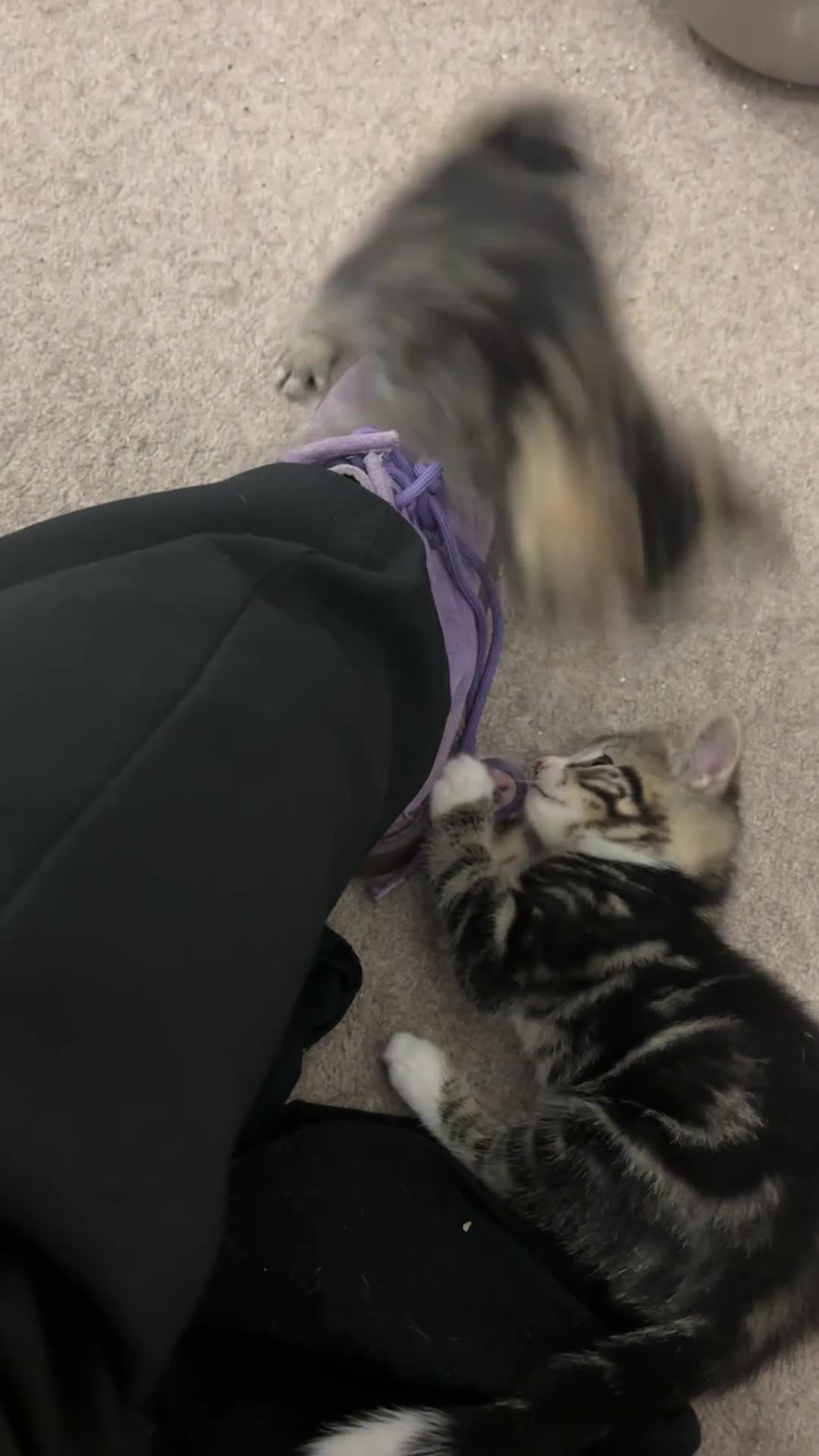 Mixed Breed cats for sale: Adorable Tabby Kittens – Home Raised & Cuddly - Video 1