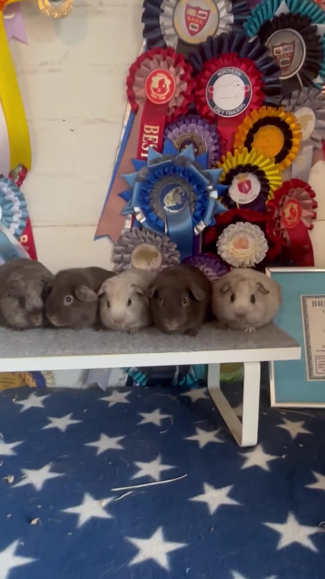 Guinea Pig rodents for sale: Bonded Pairs Of Baby Boars & Sows Lots Availabl - Video 1