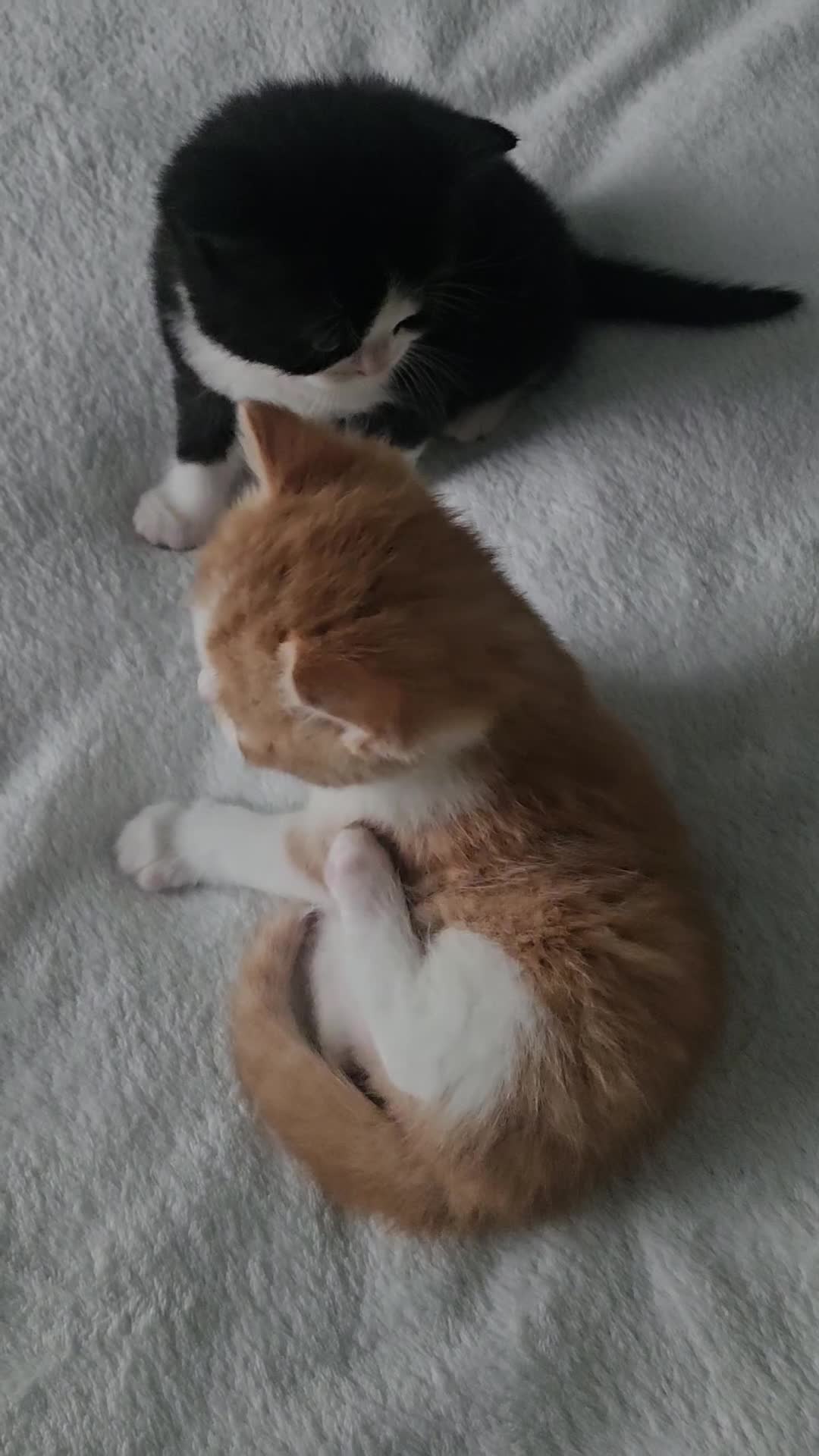 Selkirk Rex cats for sale:  Beautiful Home-Raised Selkirk Rex&BSH Kittens 😻 - Video 3