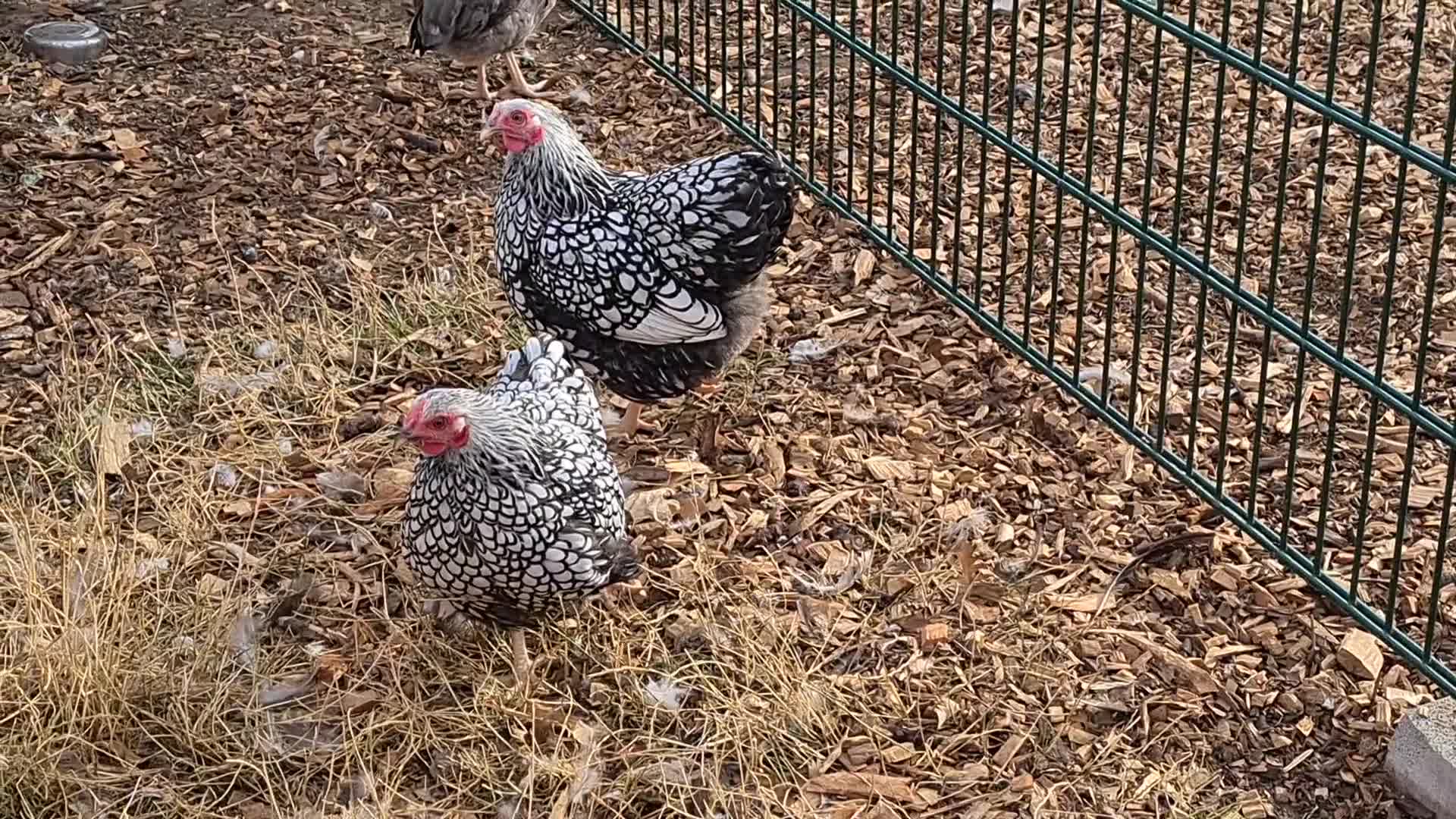 Chickens poultry for sale: Silver laced wyandottes  - Video 1