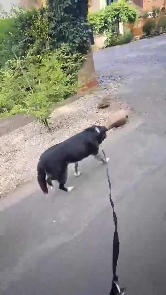Mixed Breed dogs for adoption: Bertie seeks retirement home  - Video 1