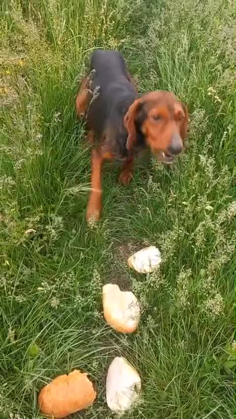 Mixed Breed dogs for adoption: RUNA - a Superb girl, for a Loving Home - Video 2