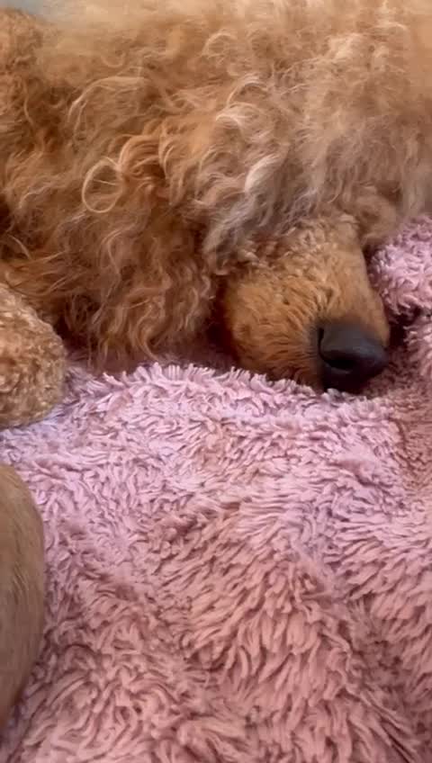 Cavalier King Charles Spaniel dogs for stud:  HEALTH TESTED kc cavalier king charles for stud  in Bedford - Video 2