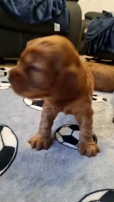Cocker Spaniel dogs for sale: Show type cocker spaniels - Video 1