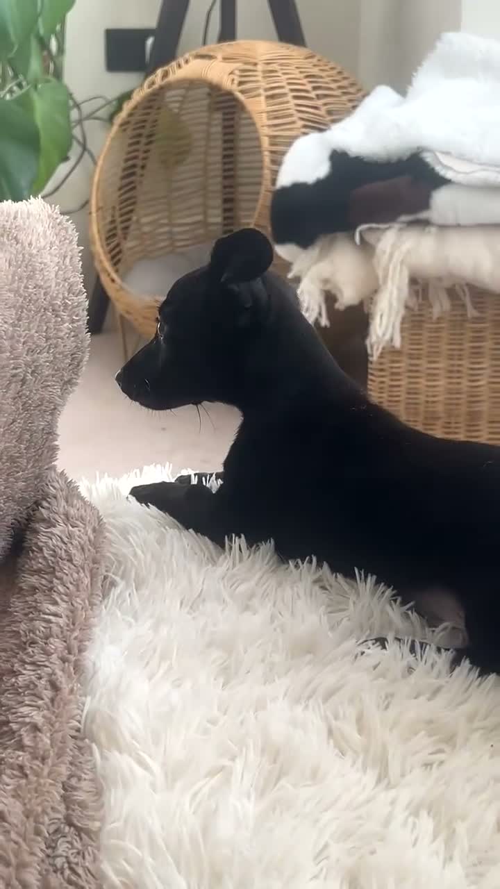 Chiweenie dogs for sale: 1 BOY REMAINING  - Video 1