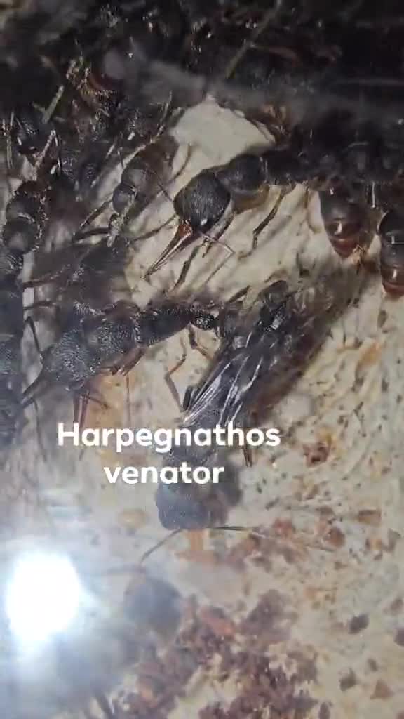 Mixed Breed invertebrates for sale: Ants  in Leicester - Video 1