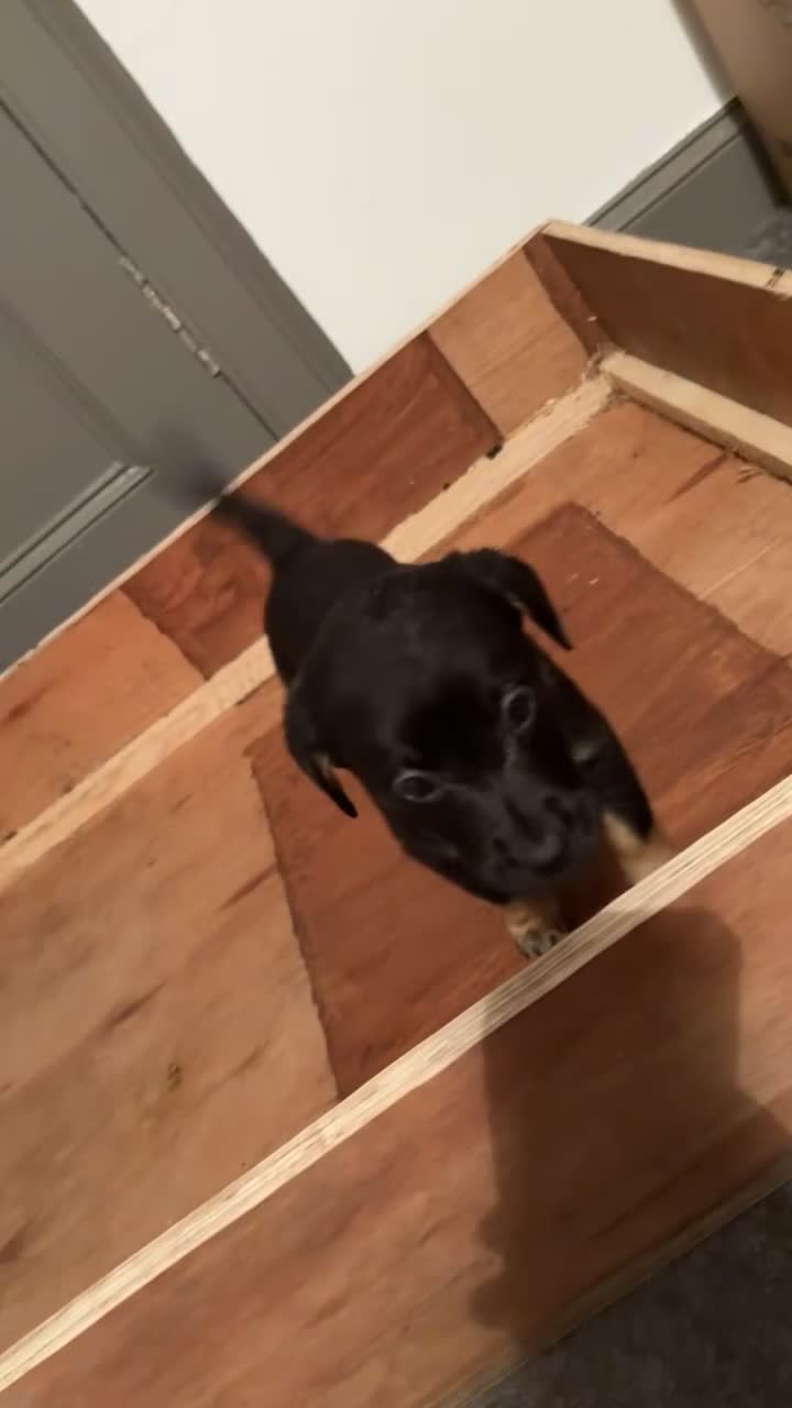 Mixed Breed dogs for sale: LABRADOR PUPS - Video 1