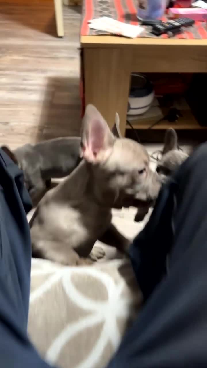 French Bulldog dogs for sale: French bulldogs for sale  in Nuneaton - Video 1