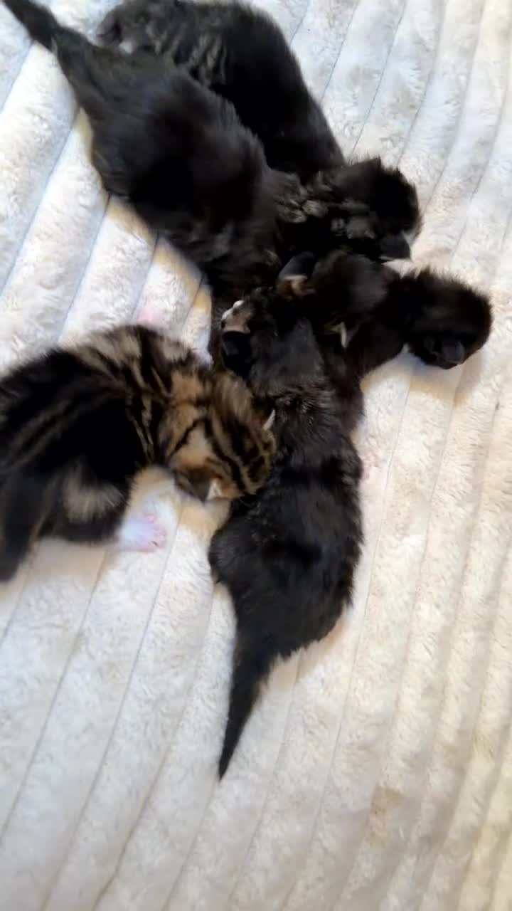 Maine Coon cats for sale: Mainecoon kittens tabby girl and boys  - Video 1