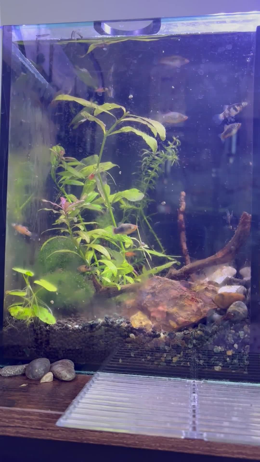 Platies fish for sale: Mixture of platy fish available  in Reading - Video 1