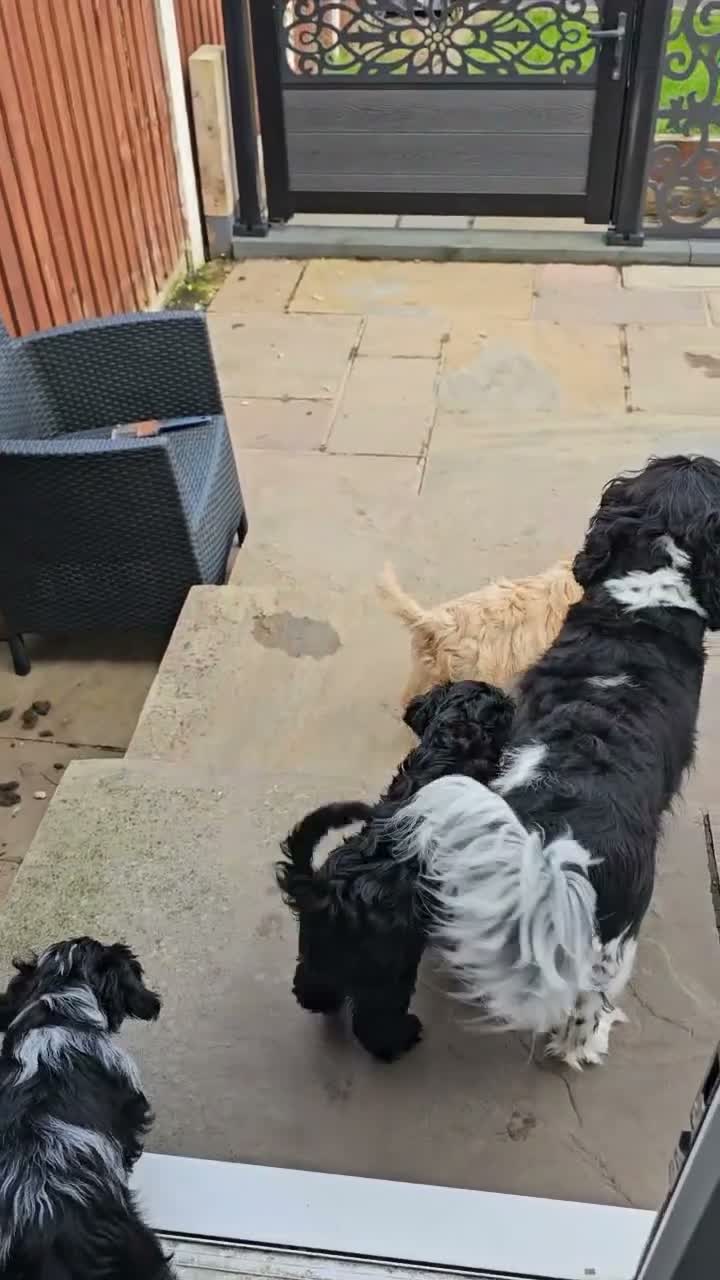 Cavapoo dogs for sale: Health tested F1 Cavapoo puppies - Video 1