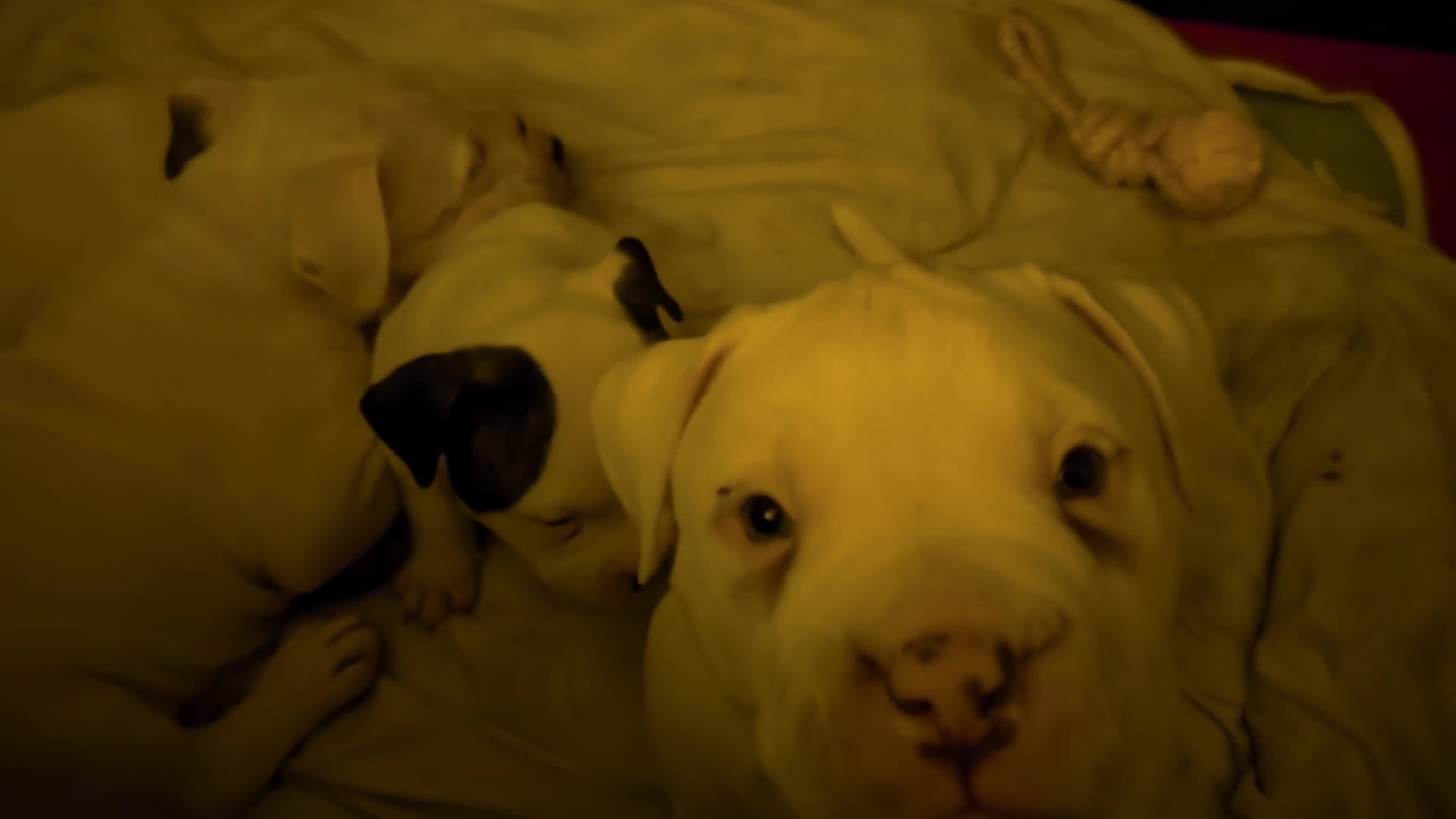 American Bulldog dogs for sale: Johnson American bulldog pups (ready to leave)  - Video 4