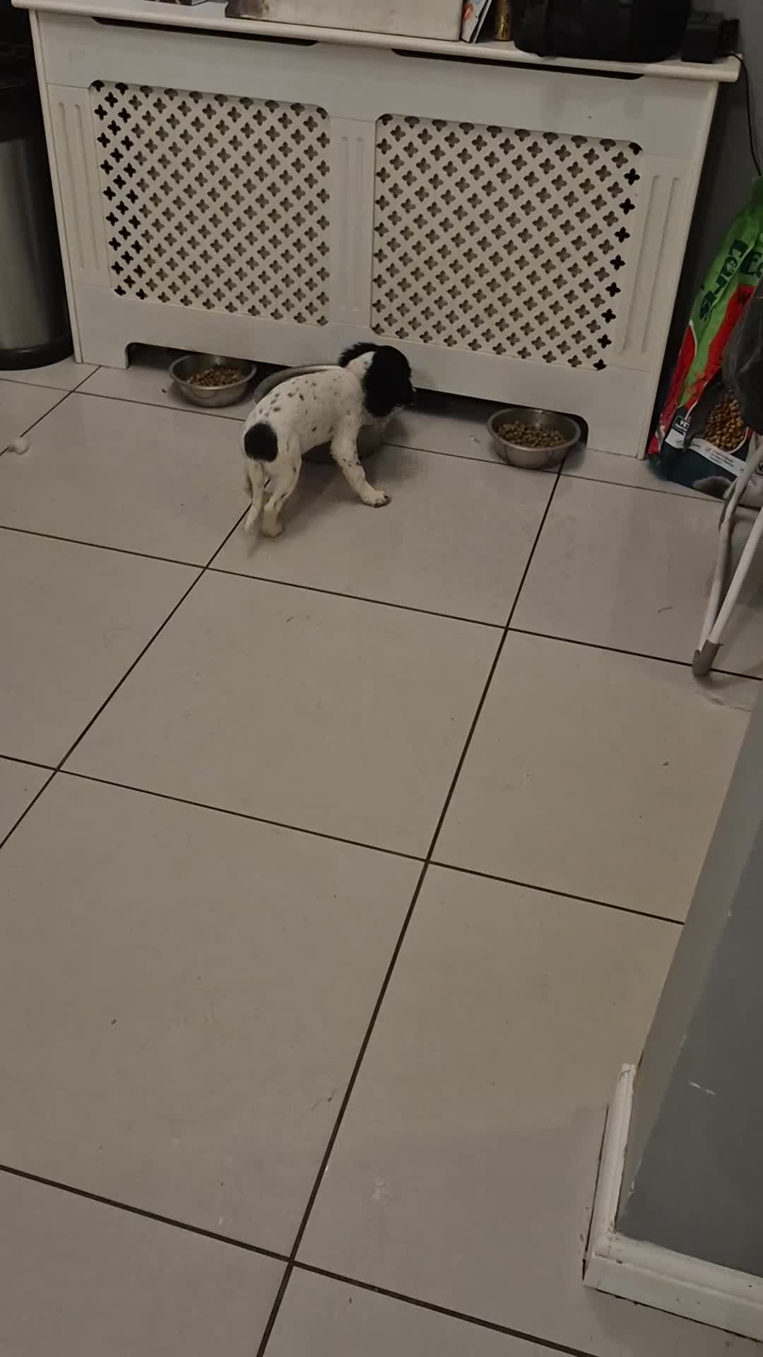 Cocker Spaniel dogs for sale: Working cocker spaniel  - Video 3