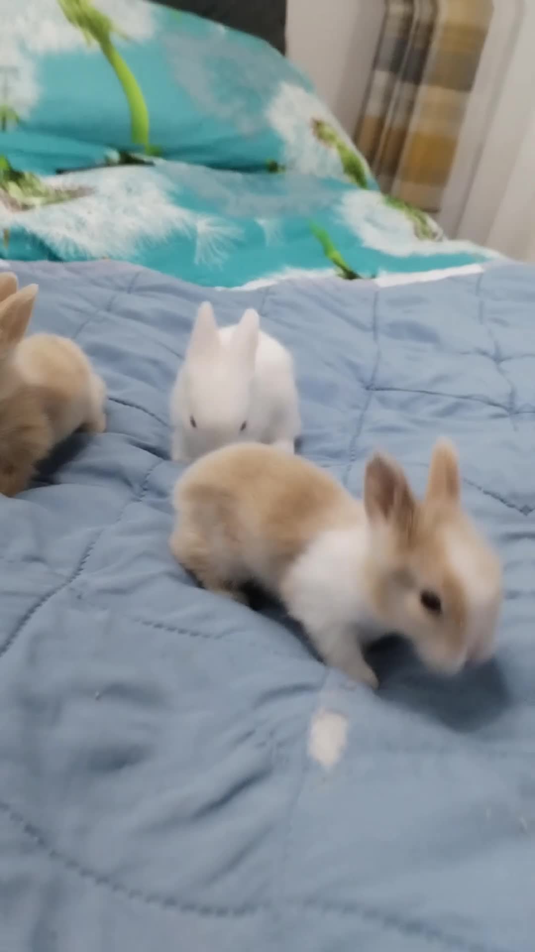 Lionhead rabbits for sale: Pure Breed Fluffy Double Mained LionHead Kits - Video 2