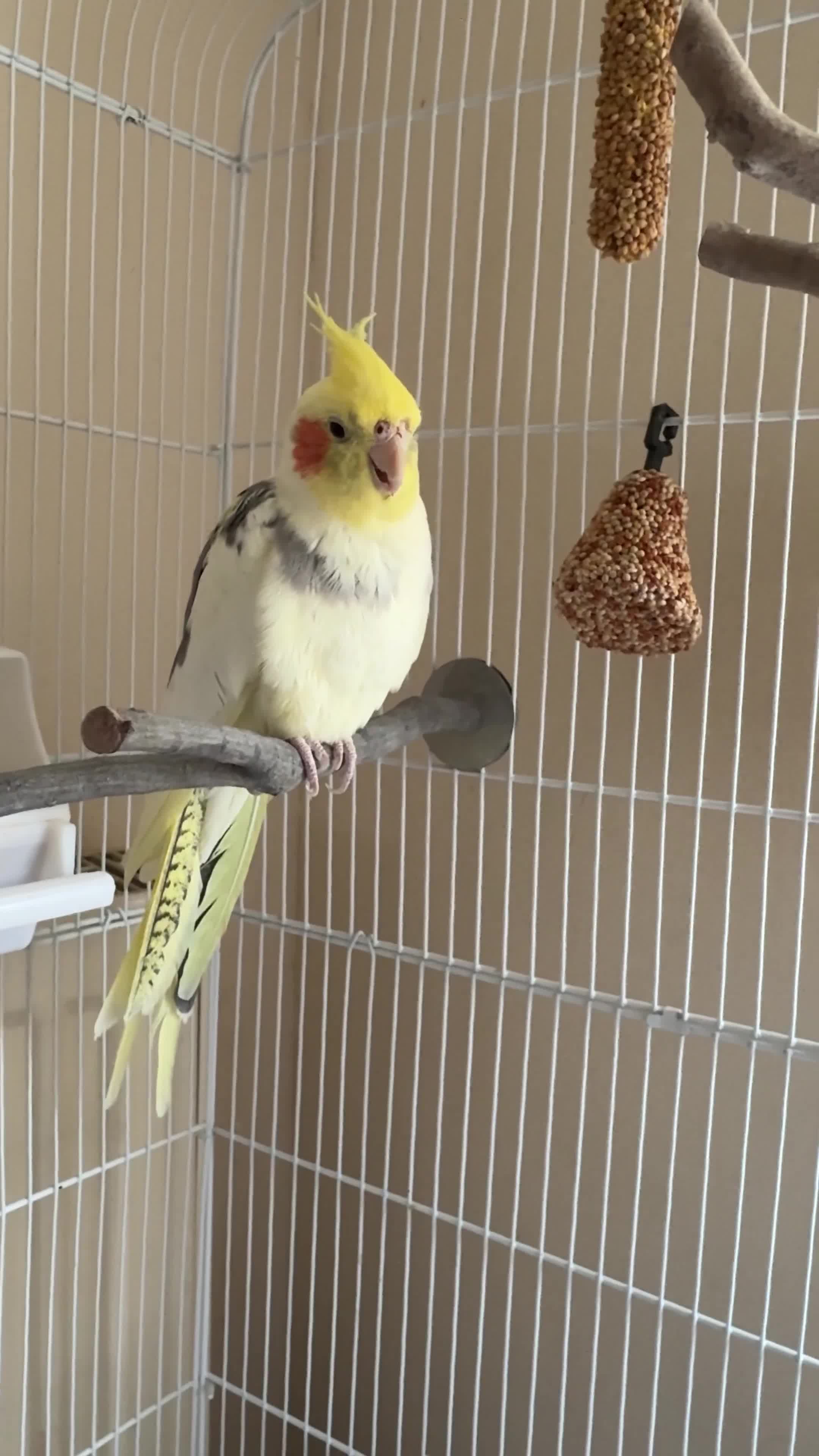 Cockatiels birds for sale: Male cockatiel - Video 1