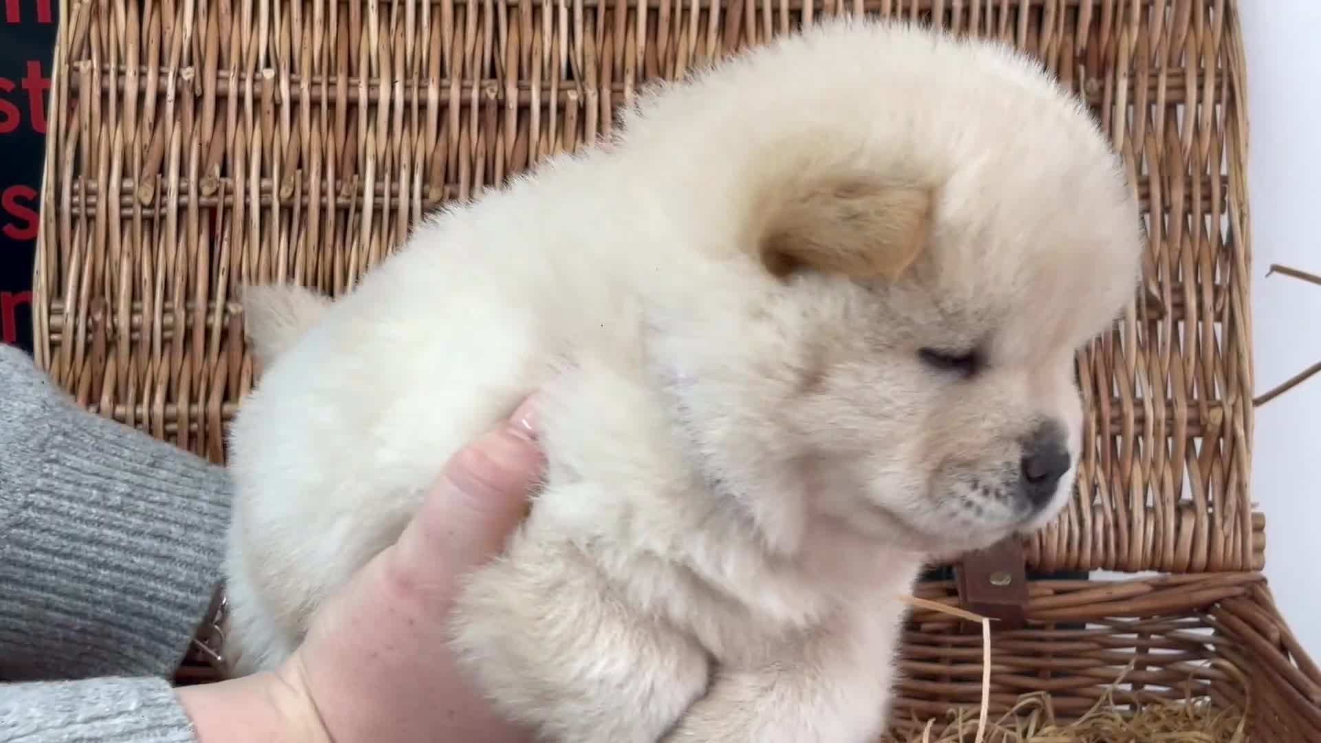 Chow Chow dogs for sale: 4 FEMALES POLAR WHITE CHOW CHOW  - Video 3