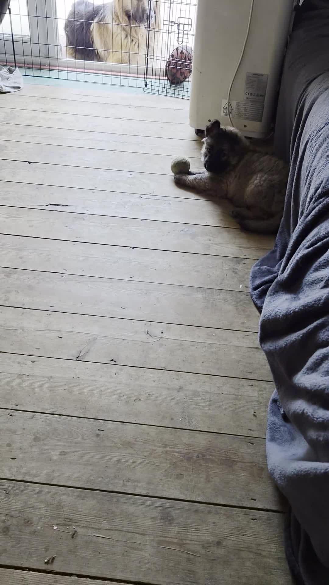 German Shepherd dogs for sale: READY NOW 3 female super KC registered GSD puppies - Video 2