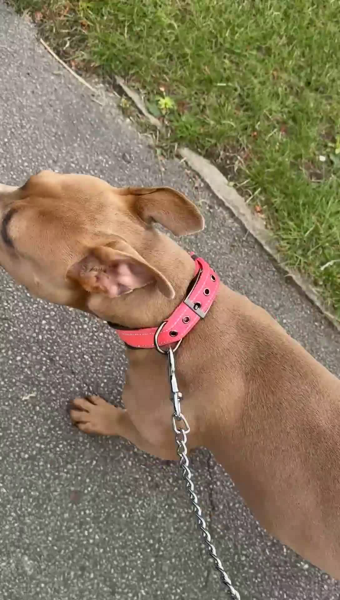 Mixed Breed dogs for sale: Staff cross  in Birmingham - Video 1