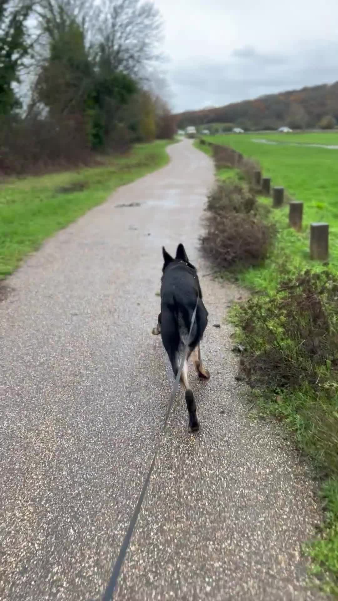 German Shepherd dogs for sale: Working Line German Shepherd for sale  - Video 1