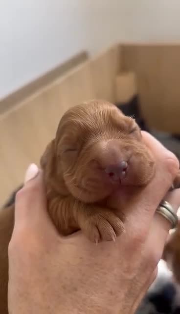 Cocker Spaniel dogs for sale: 🏆 🐾 Hunter's Famous Puppies Have Arrived! 🐾 - Video 1