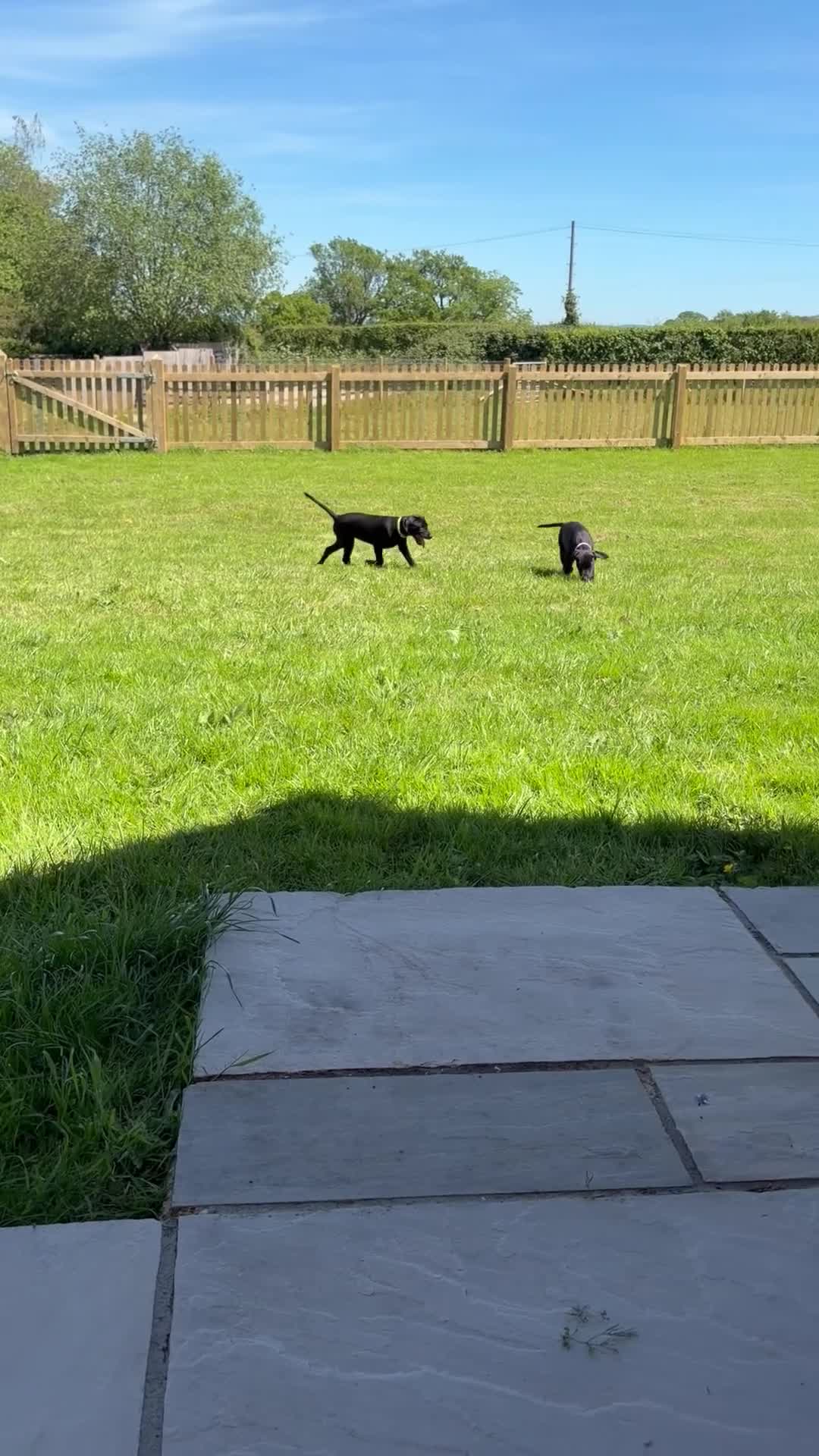 Mixed Breed dogs for sale: 1/8 LABMARANER PUPS READY FROM 2ND MAY  - Video 1