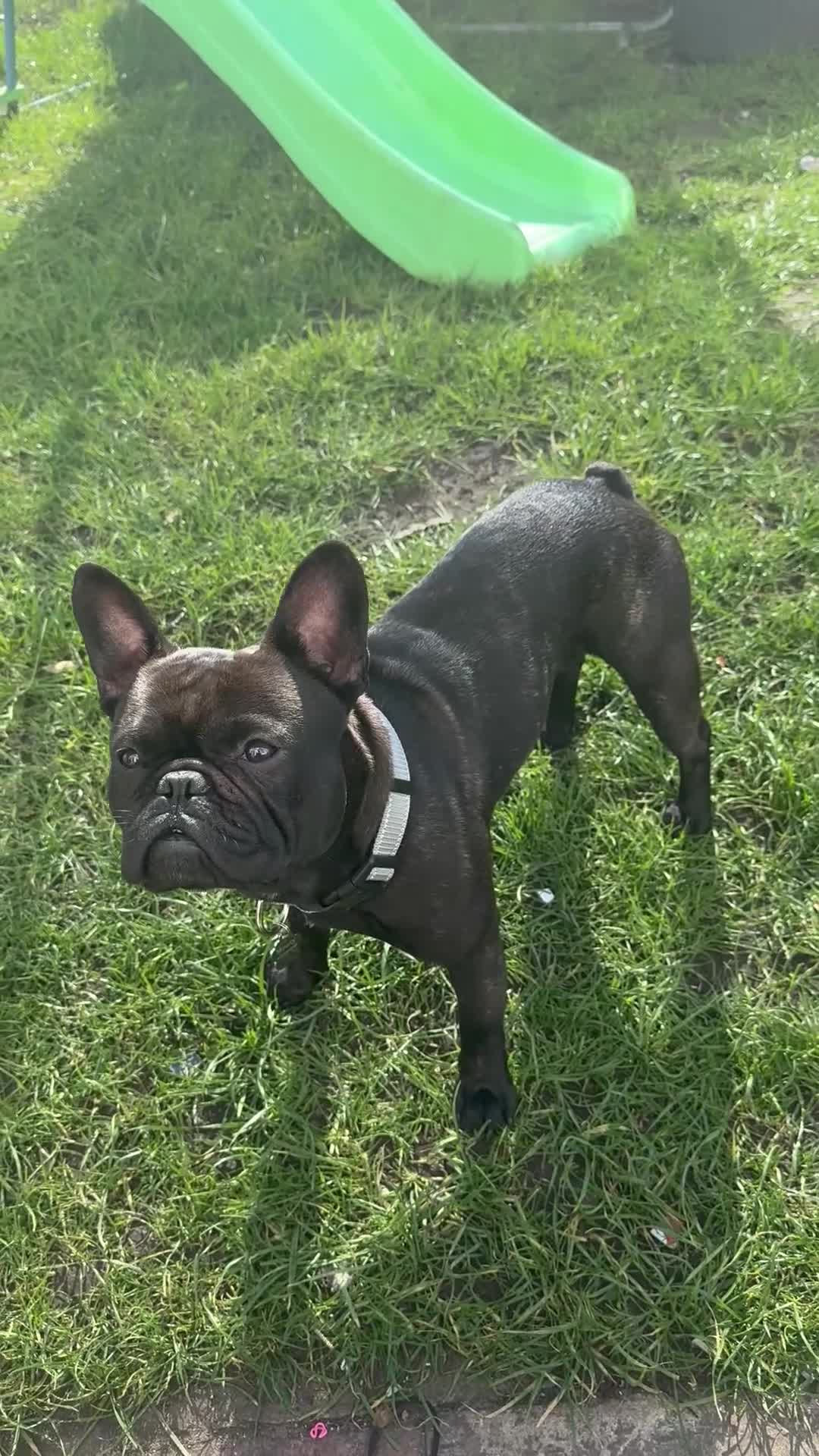 French Bulldog dogs for sale: Male French Bulldog in Cleethorpes - Video 1