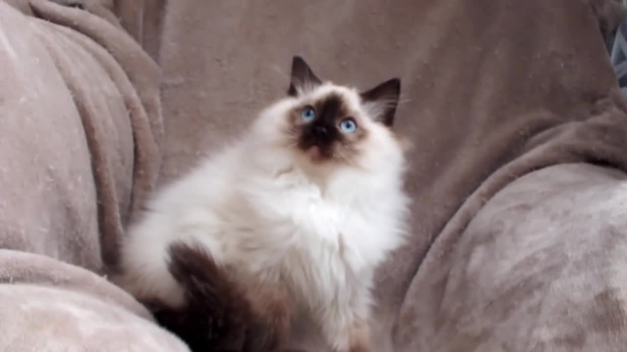 Ragdoll cats for sale: GCCF ACTIVE & PET KITTENS IMP CHAMPION BLOODLINES - Video 2