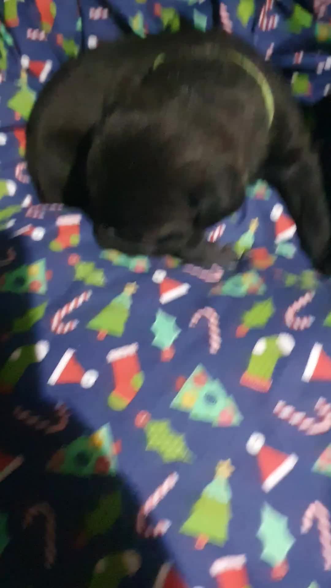 Mixed Breed dogs for sale: Staff x shar pei - Video 1