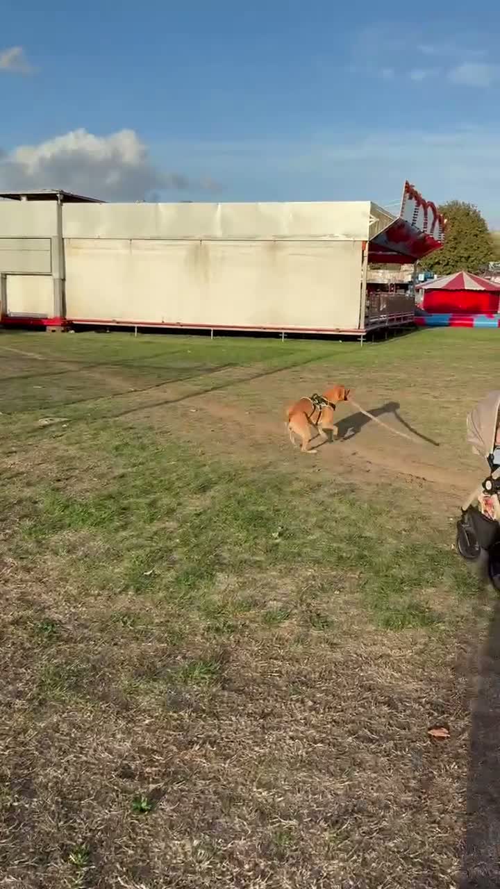 Labrador Retriever dogs for sale: red fox Labrador  - Video 1