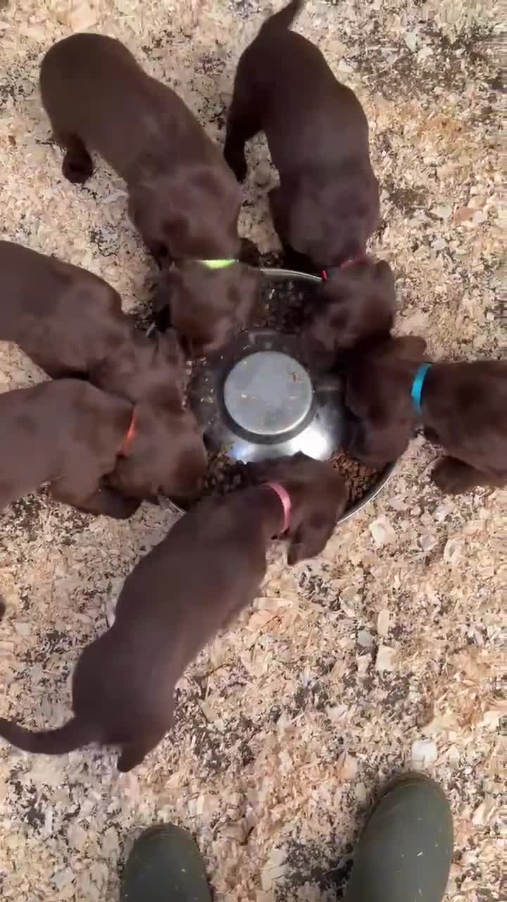 Sprocker dogs for sale: Beautiful Spraker Pups - Video 1